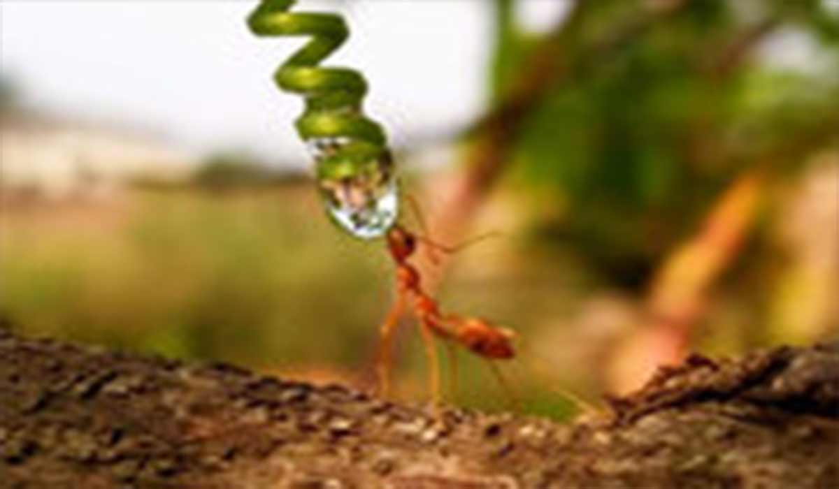 ویدیویی از آب خوردن جالب مورچه از روی برگ!