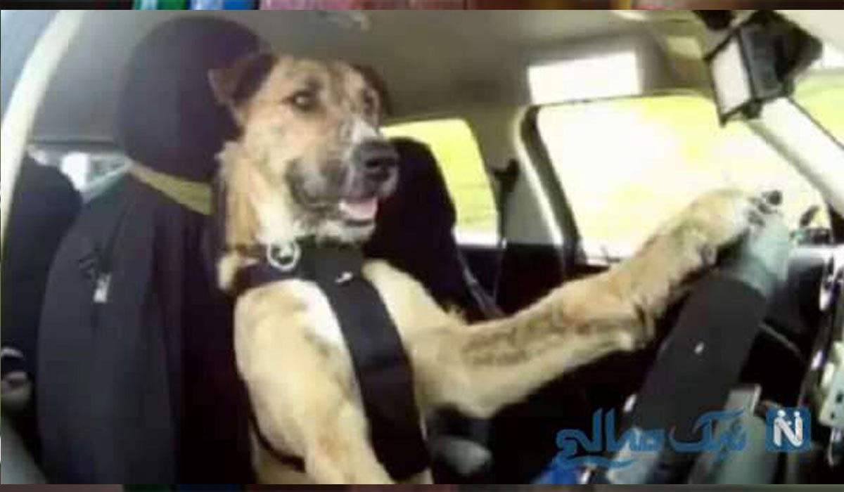 رانندگی یک سگ باهوش!