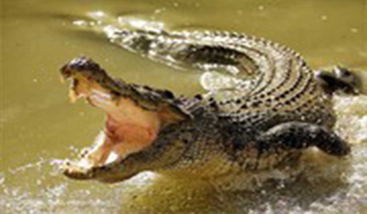 حمله یک تمساح به پهپاد یک مستندساز استرالیایی