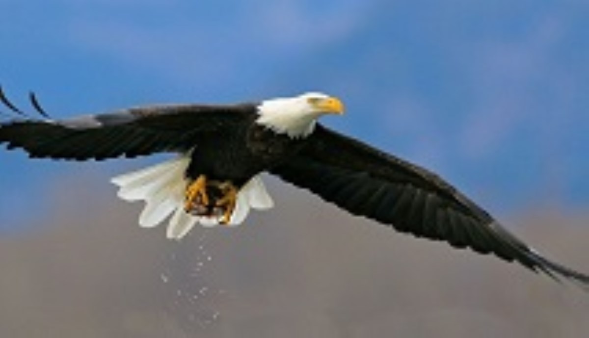 شنا کردن عقاب سر سفید در رودخانه