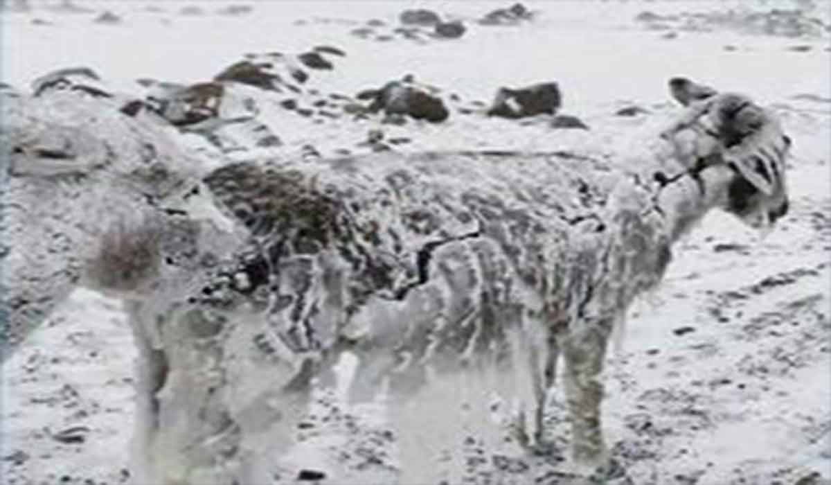 یخ زدن حیوانات در دمای منفی ۵۱ درجه!