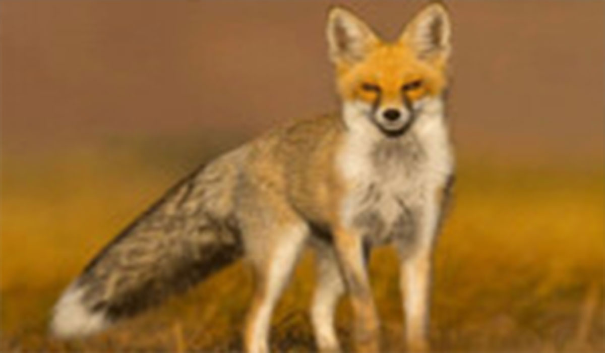 نجات یک روباه از استخر کشاورزی در پاکدشت