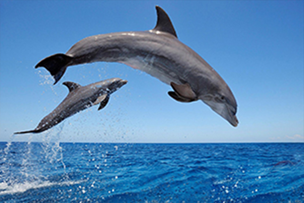 دلفین‌هایی که منظره زیبای هرمز را چشم‌نوازتر می‌کنند