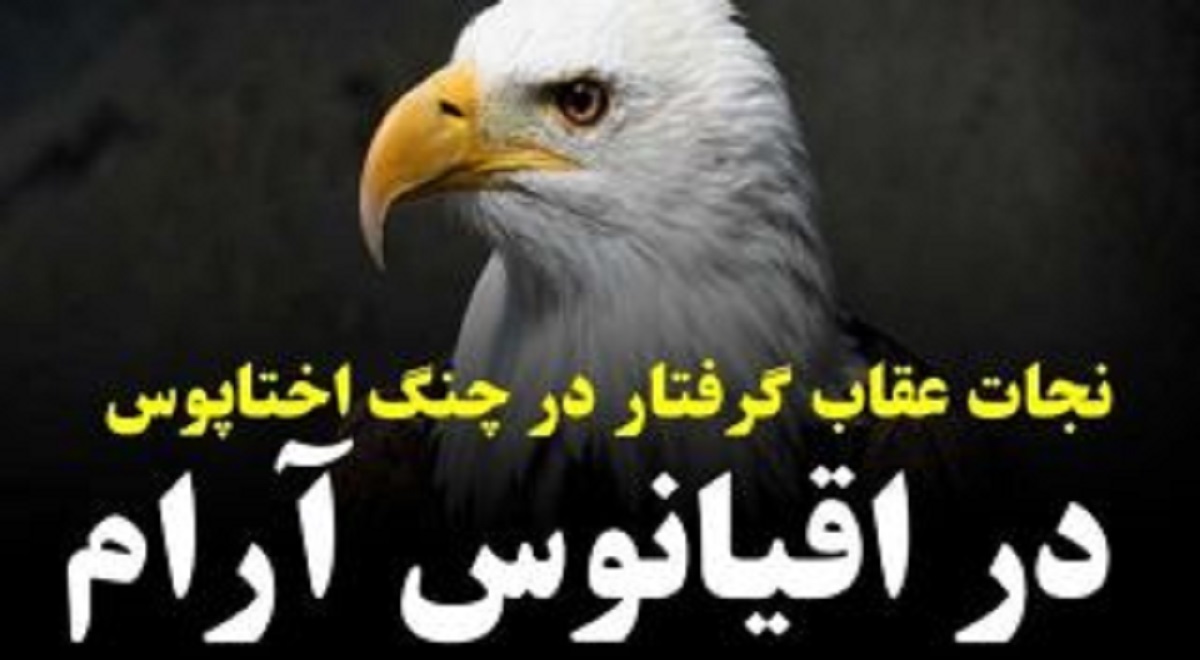 نجات عقاب گرفتار در چنگ هشت‌پا