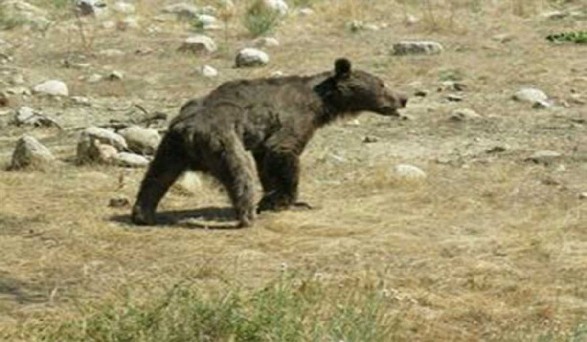 کوهنوردی خرس قهوه‌ای در آلپ ایران