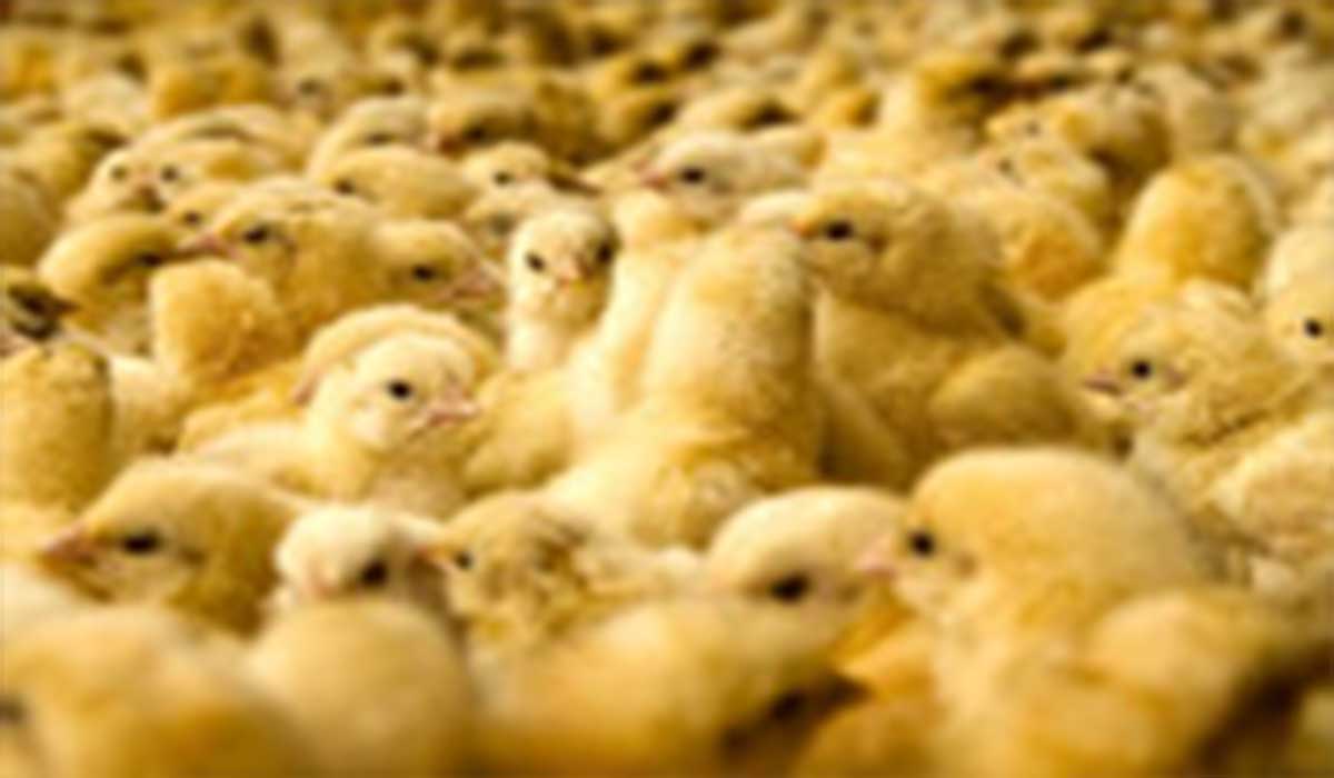 گرانی قیمت مرغ،چرا؟!