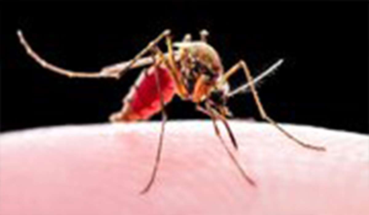 پشه مالاریا چگونه نیش میزند؟!