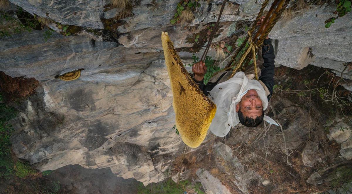 تصاویر جالب از جمع آوری عسل در صخره‌ها
