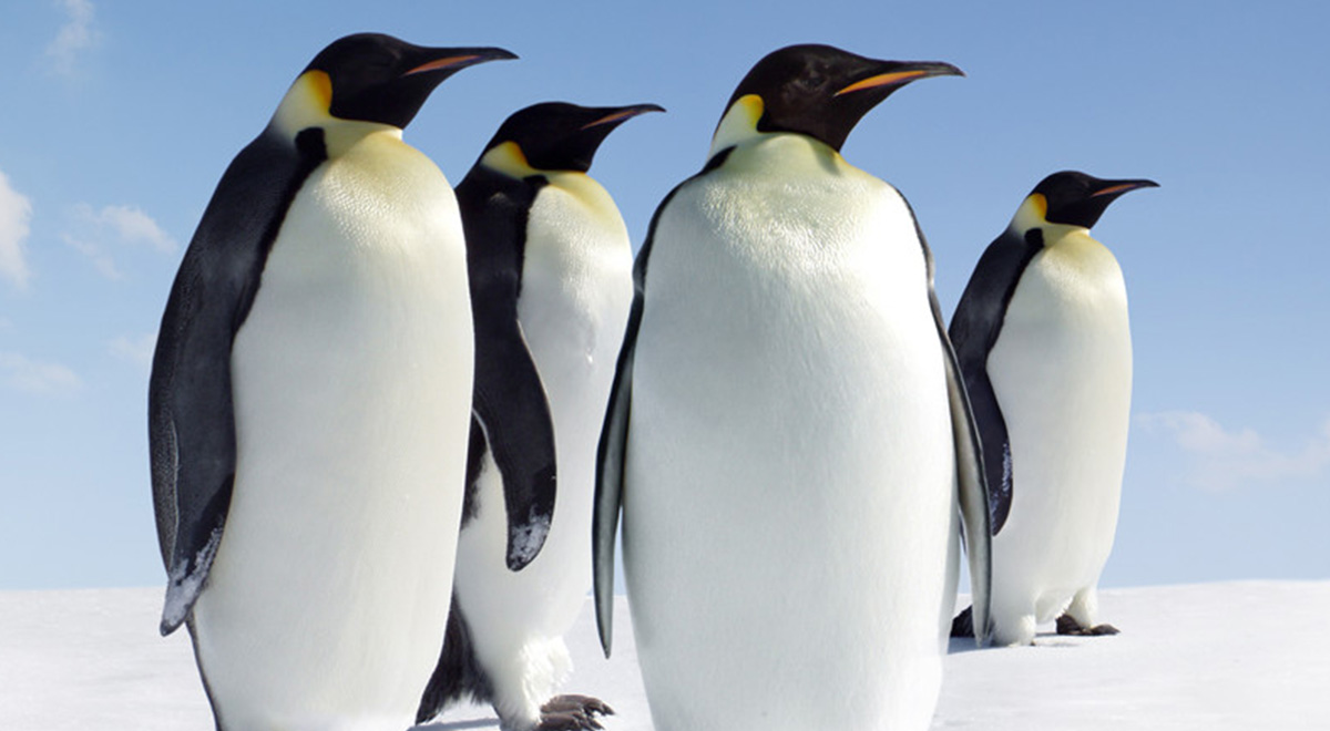 پنگوئن نر امپراطور یکی از دلسوزترین پدران در حیات وحش است