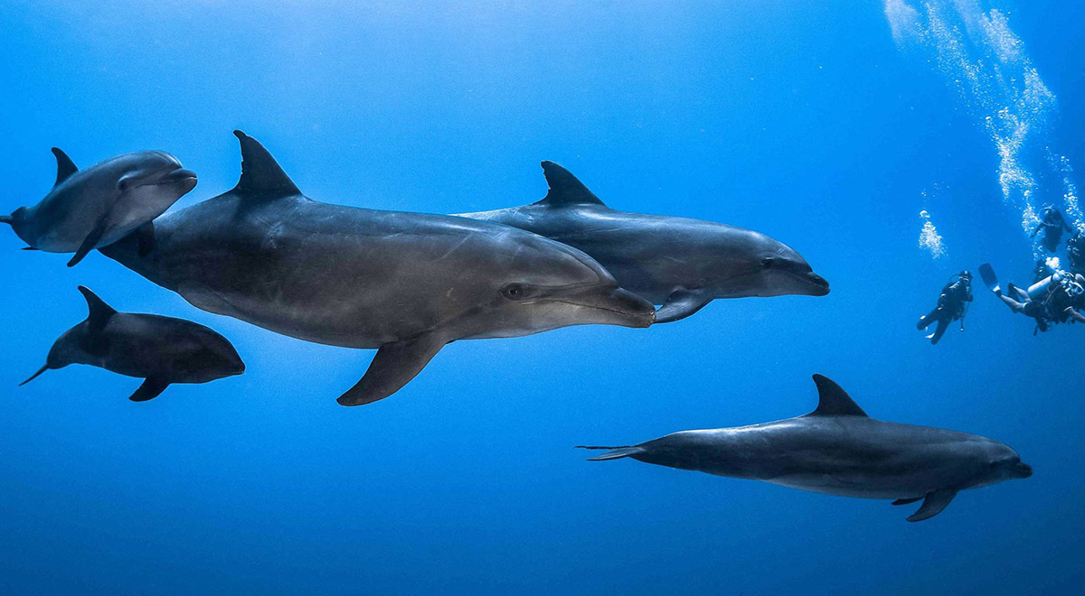 شناسائی داروهای دریائی با استفاده از دلفین بینی بطری