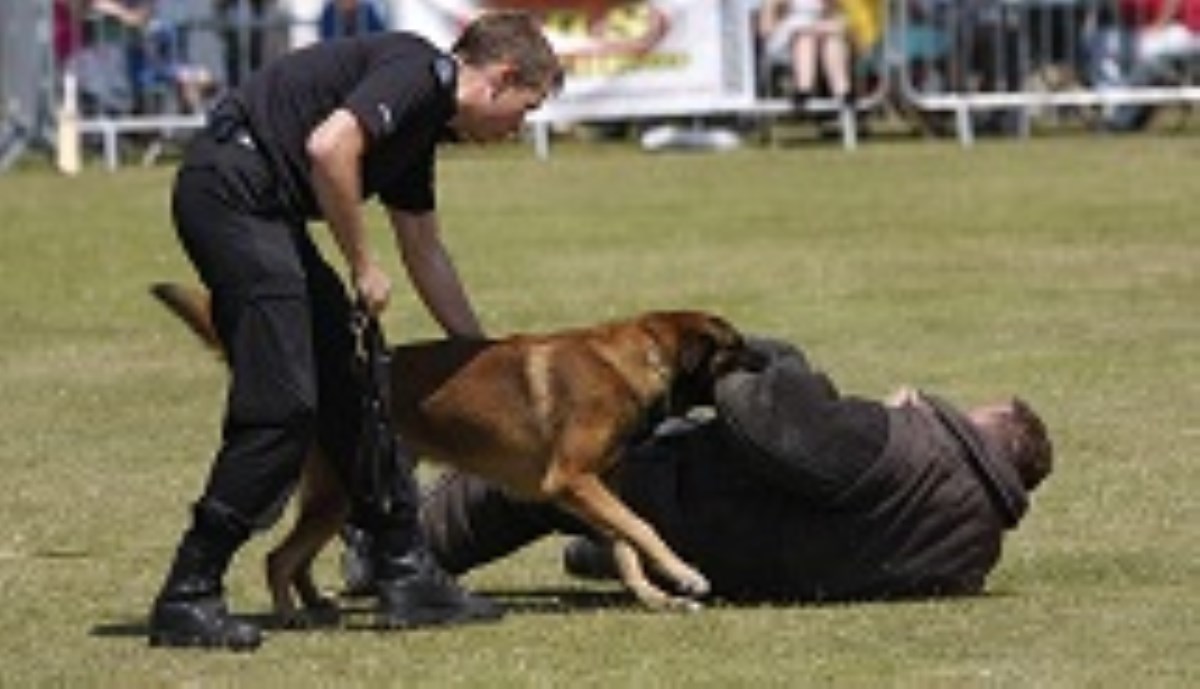 حمله سگ پلیس آمریکا به مظنون مشاجره خانوادگی