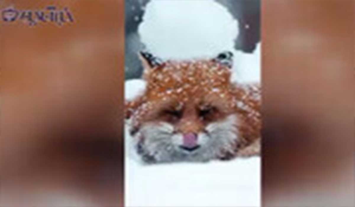 تصاویر زیبا از یک روباه زیر بارش برف