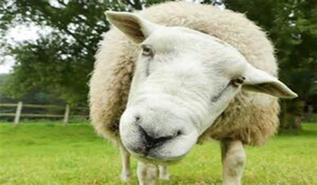 خیلی گوسفندی به روایت تصویر!