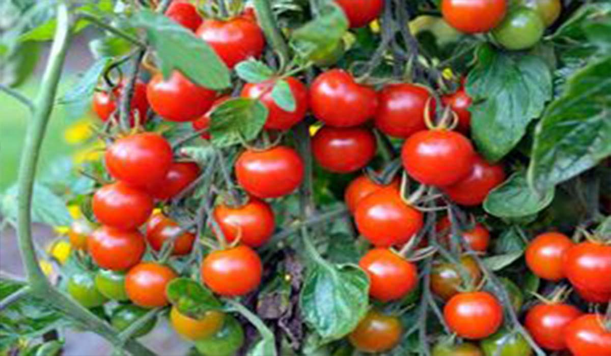 برداشت گوجه به روشی نوین