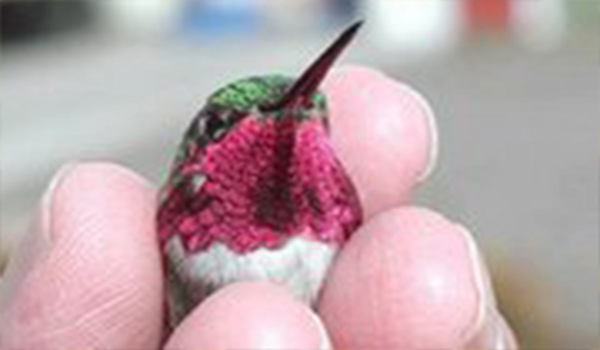پرنده کوچک و زیبای هزار رنگ!