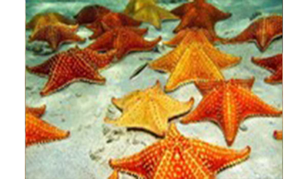 ستاره های دریایی خلیج فارس