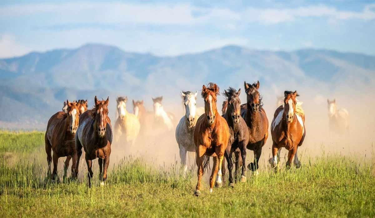 کوچ باشکوه اسب‌های وحشی به سمت مناطق گرمسیری در گیلان