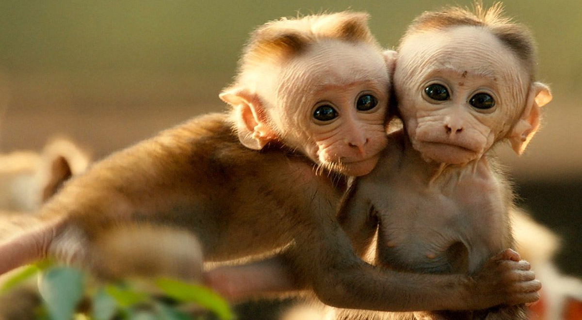 برخورد جالب میمون‌ها با عروسک تیم مستندساز
