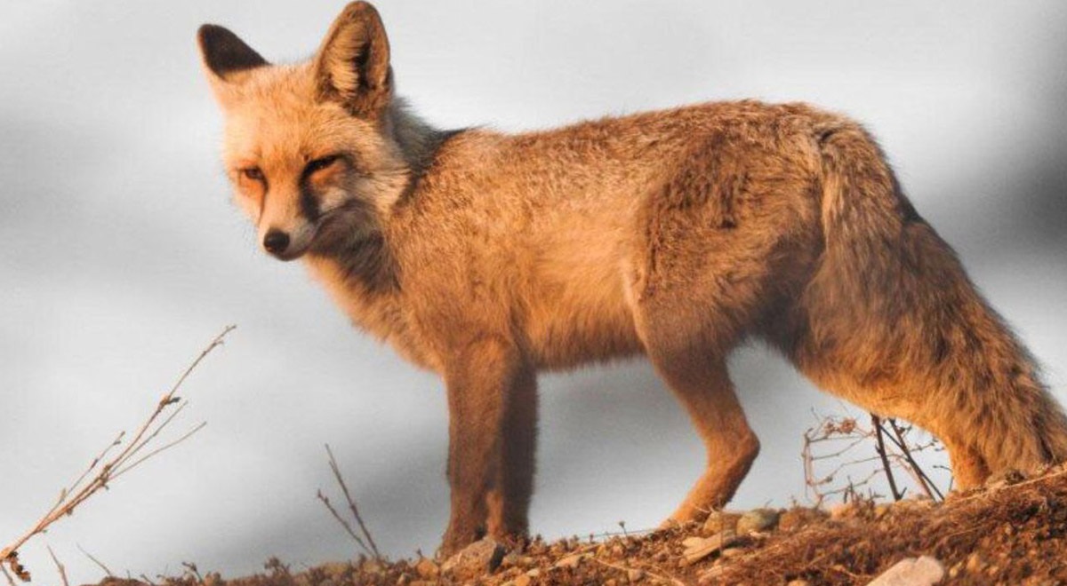 مهر مادرانه یک روباه در آتش سوزی استرالیا
