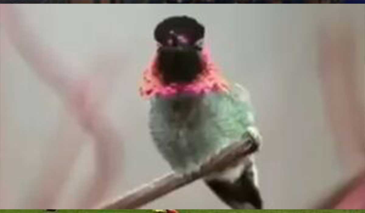 پرنده زیبای ۶۲ رنگی