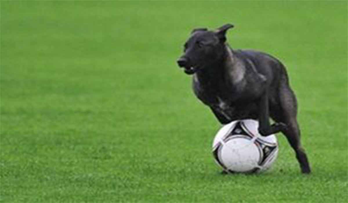 سگی که مسابقه فوتبال را به هم زد!