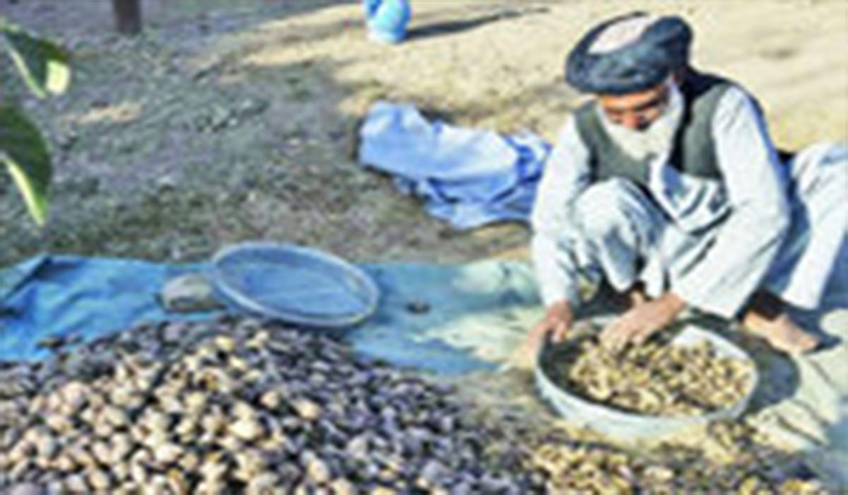 فروش علنی تریاک در خیابان‌های افغانستان