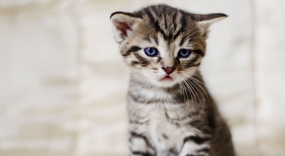 نخستین ابتلای حیوانات به کووید19؛ این دو گربه در آمریکا کرونا گرفتند
