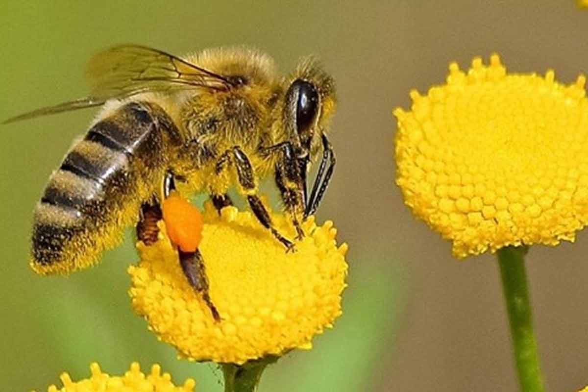 بازگشت زنبورهای عسل به کندو با گرده گل