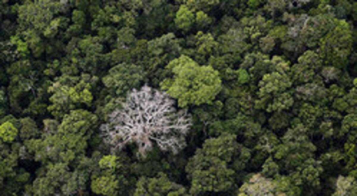 خطر انقراض، بیخ گوش درختان اروپا