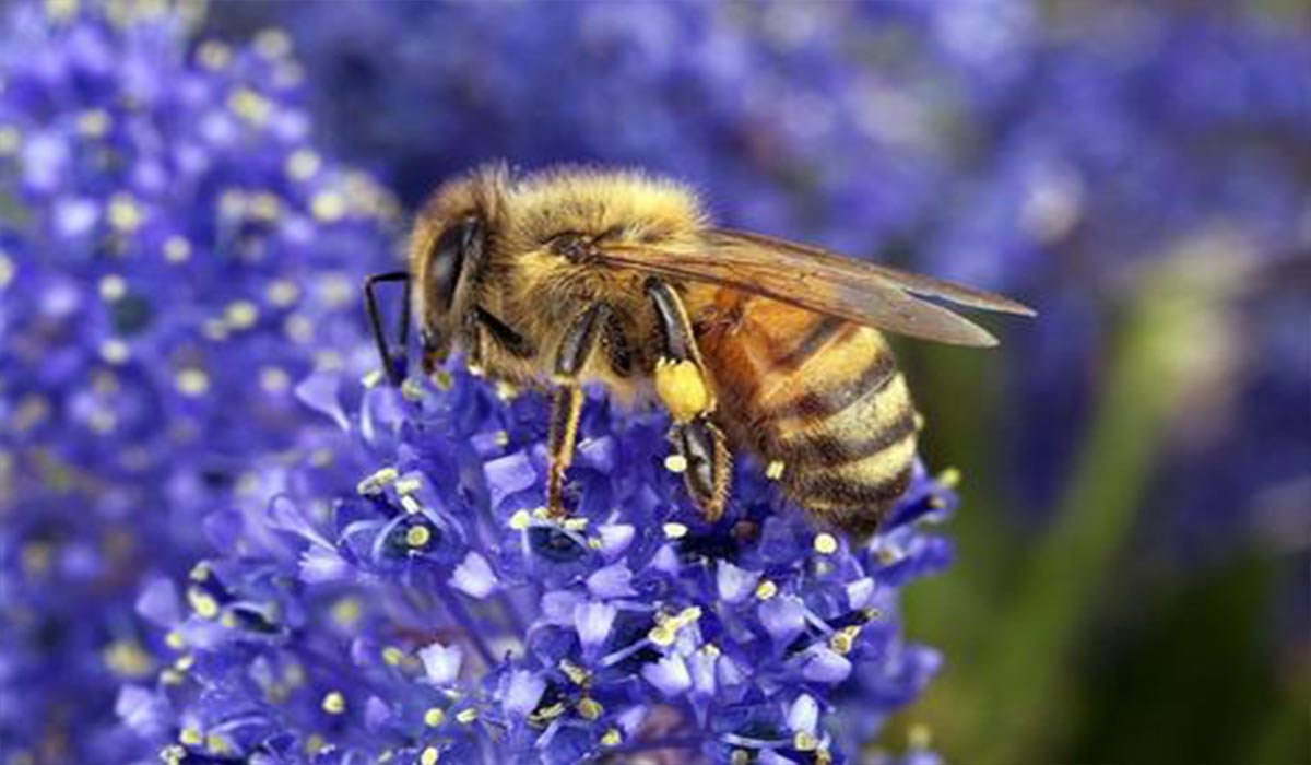 ماجرای عجیب بار الکتریکی گل ها و زنبور عسل