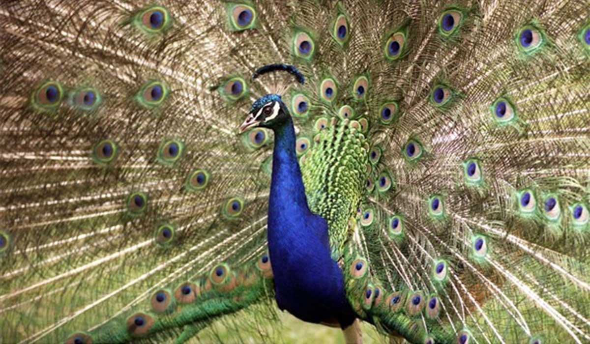 خودنمایی زیبای یک طاووس!