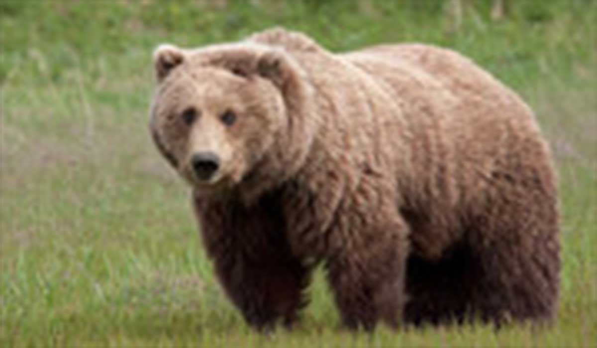 رفتار خرس قهوه‌ای با محیط‌بان در جنگل‌های مازندران
