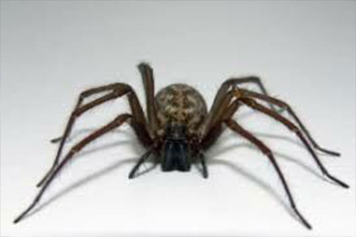 وحشت استرالیایی ها از حمله عنکبوتهای سمی!