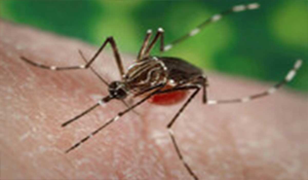 دیده شدن مالاریا در سیستان و بلوچستان!