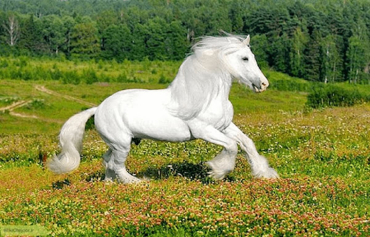 6003-76؛ HORSE, TROT- صدای اسب، یورتمه