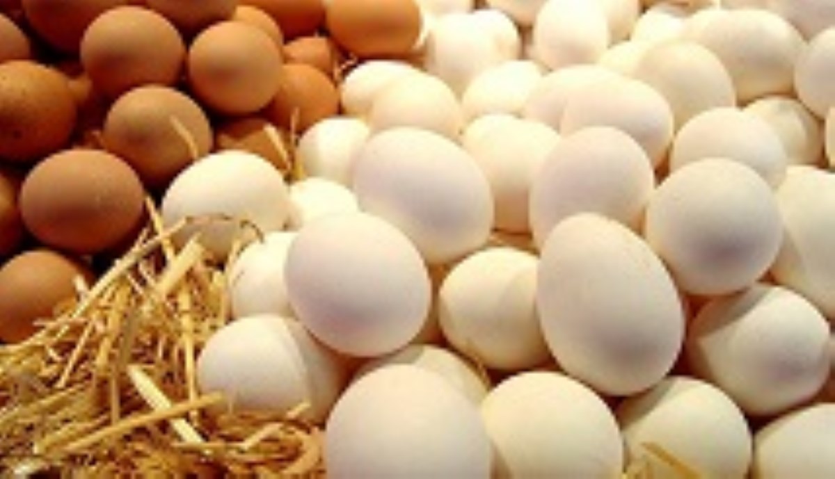 ورود تخم مرغ حلال به بازار اوکراین