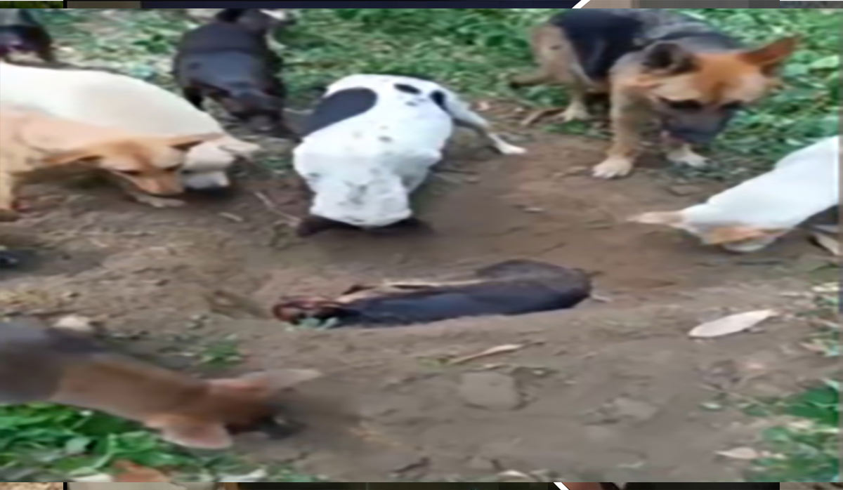 فیلمی جالب از برگزاری مراسم خاکسپاری یک سگ توسط اعضای گله‌اش
