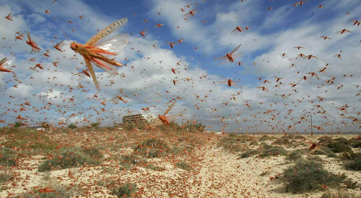 هجوم ملخ صحرایی به نیکشهر