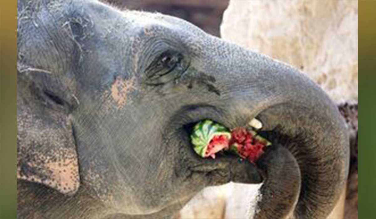 وقتی فیل هندوانه می خورد!