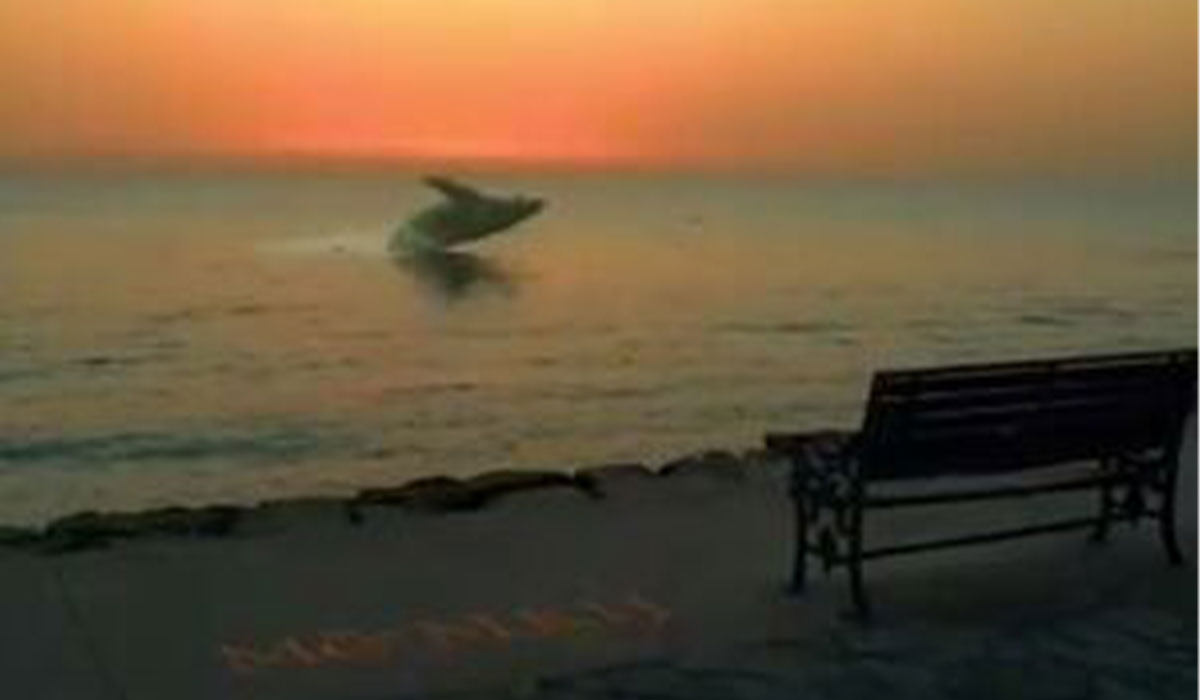 پرش زیبای نهنگ ها در ساحل بوشهر