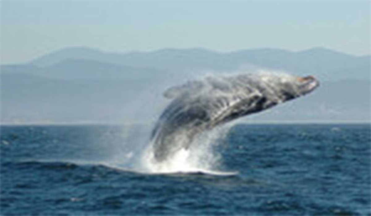 نهنگ آبی چقدر آب می‌خورد؟