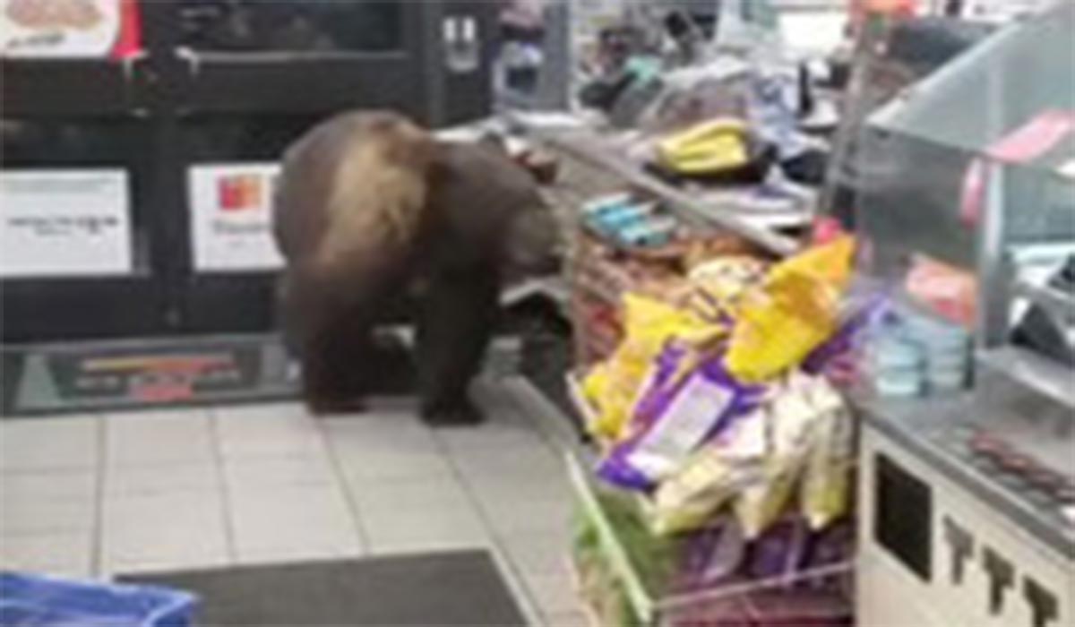 وقتی خرس گریزلی از یک سوپرمارکت دزدی میکند