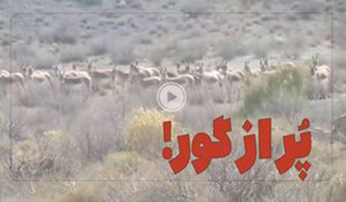 گله پرجمعیت گورخرهای ایرانی در پارک ملی توران