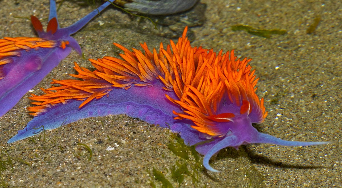 یکی از زیبای های خلقت لیسهٔ دریایی