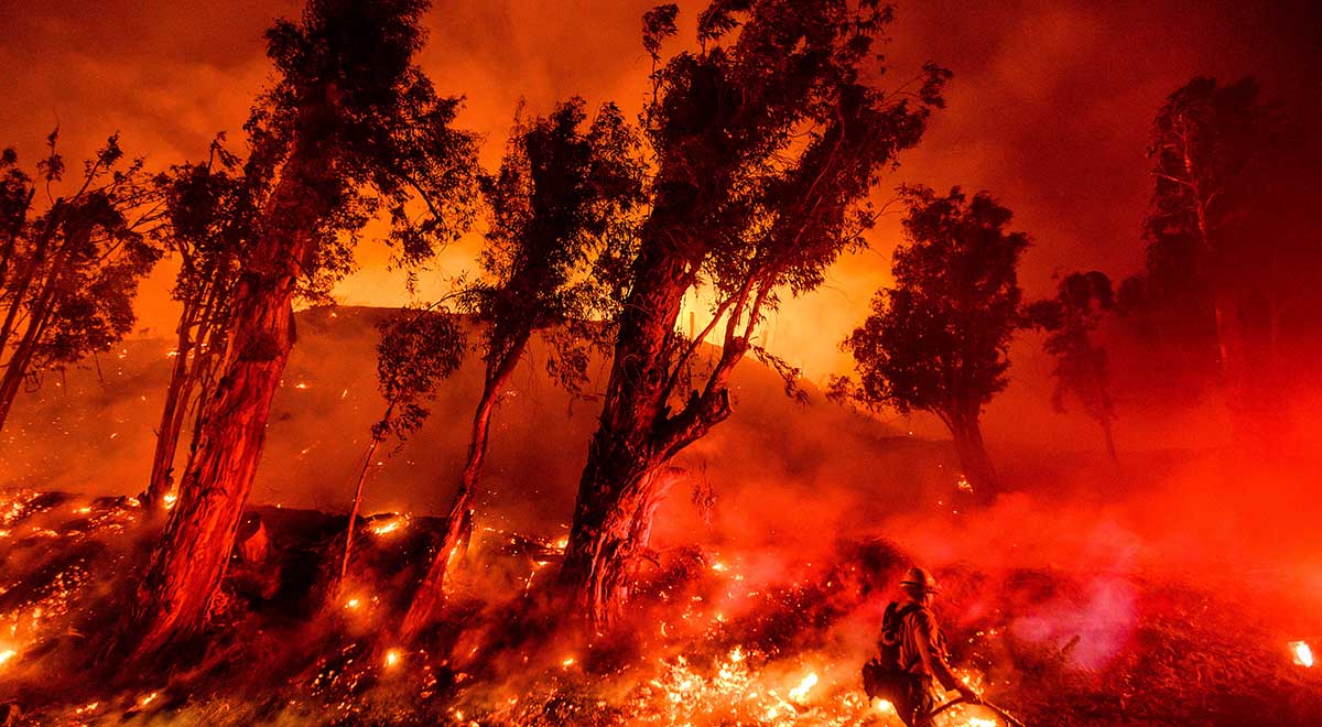 آتش سوزی در جنگل های فلوریدا