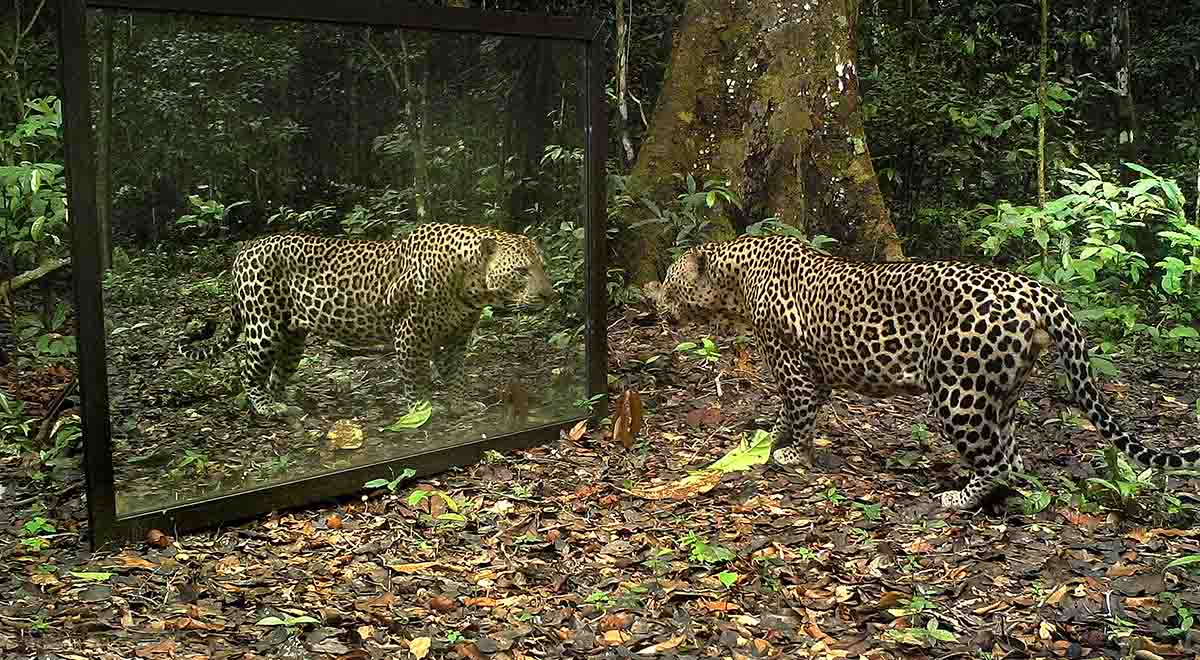 رفتار حیوانات جنگل آمازون در برابر آینه