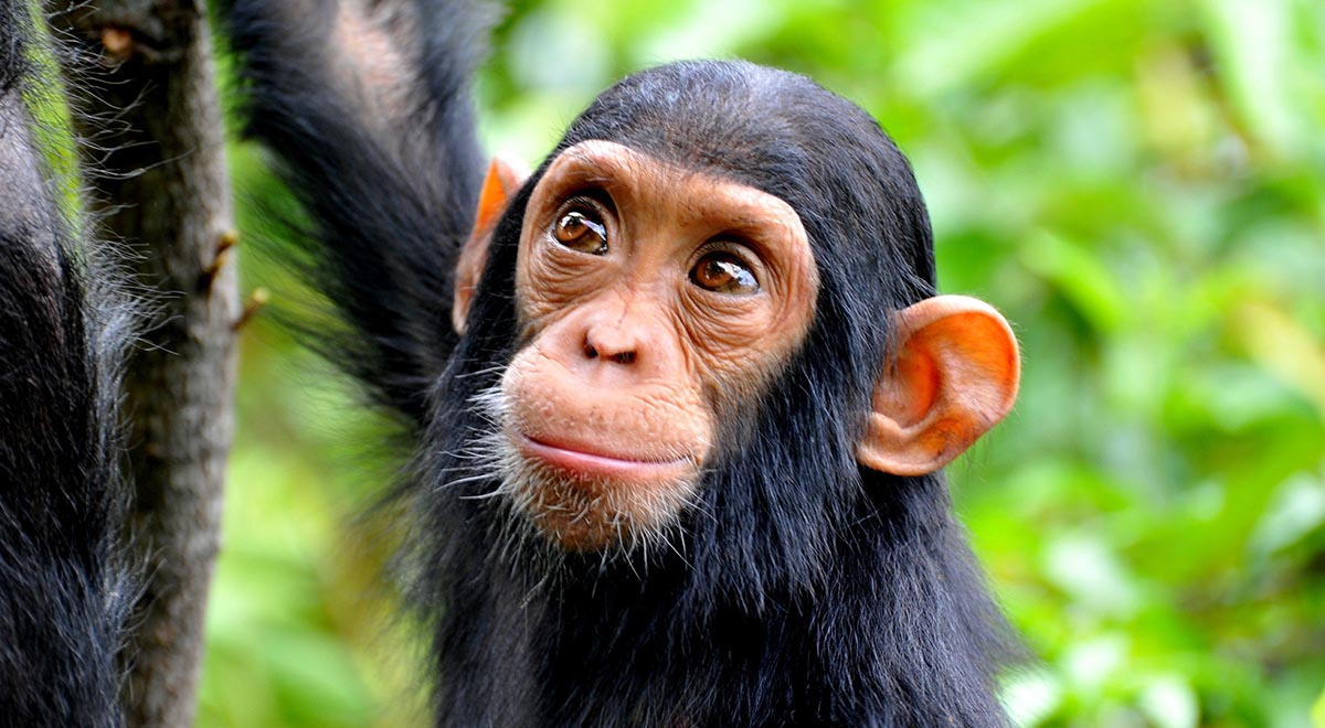 شامپانزه‌ی که با آتش غذا درست می کند