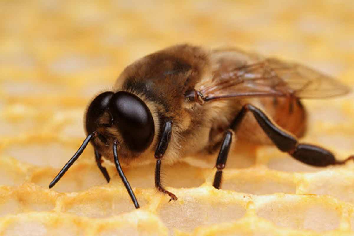 لانه سازی زنبور با گِل