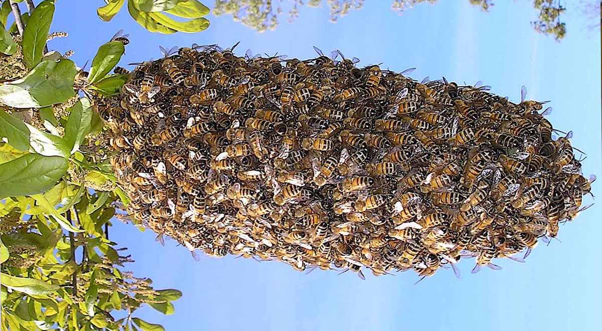 محافظت جالب زنبورهای عسل غولپیکر از کندو