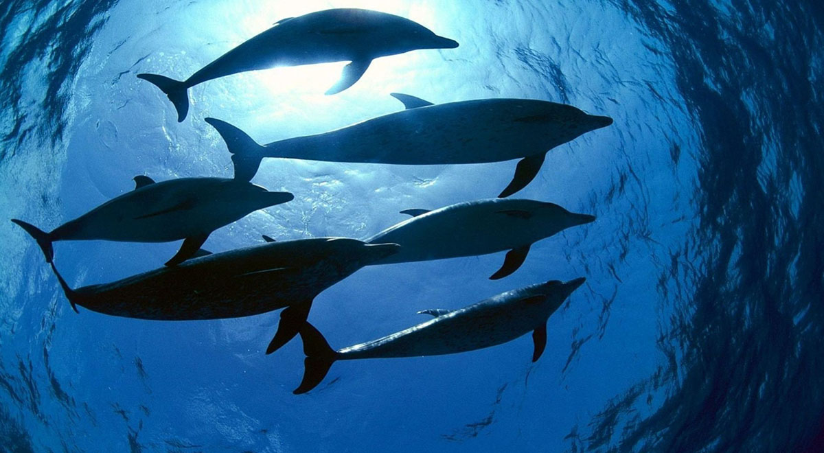 شنای نورانی دلفین ها در یکی از سواحل کالیفرنیا